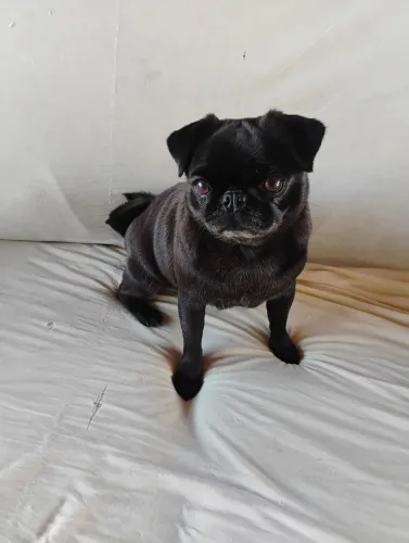 Pug fêmea 