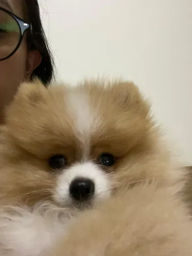Vendo lindo filhote de lulu da Pomerânia, na cor creme, saudável e vacinado.
