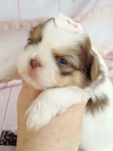 Shihtzu filhotes para reserva