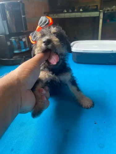 Yorkshire com poodle fêmea e macho 