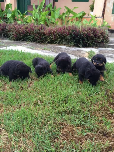 Filhotes de Rottweiler pedigree