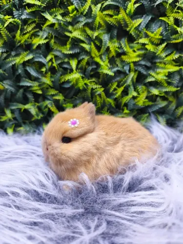Coelho anão *Raça Netherland Dwarf* linhagem importada 