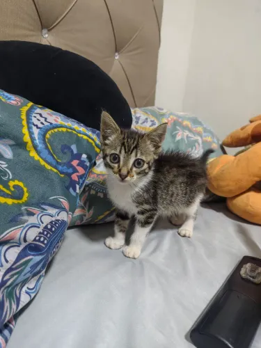 Filhote fêmea gatinho 60 dias