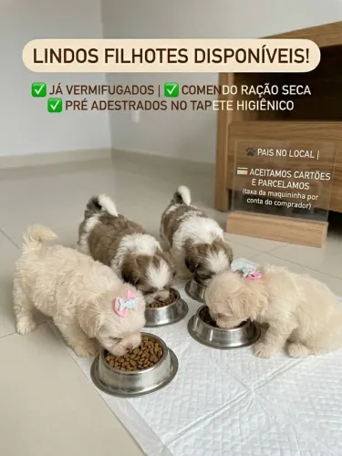 Lindíssimos filhotes de shih tzu ( somente machinhos disponíveis)