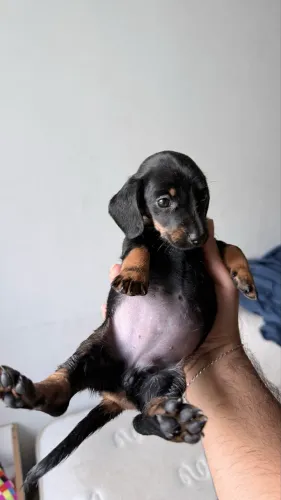Filhotes Dachshund (Salsicha) Puro (leia o anúncio)