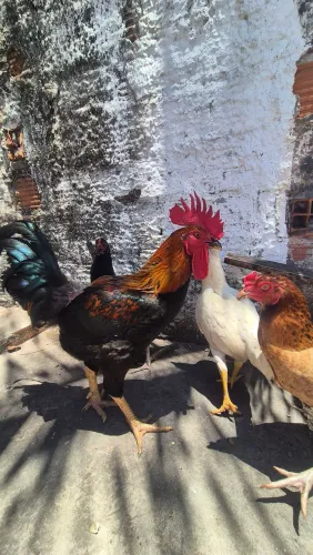 Galo e galinha 