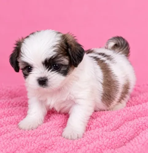 lindos filhotes com garantia shih tzu e procedencia que rouba corações facilmente