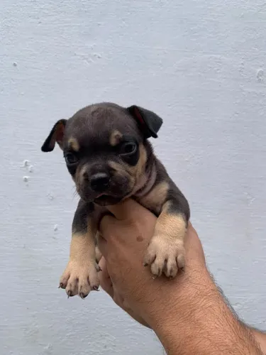 Filhote American Bully Fêmea