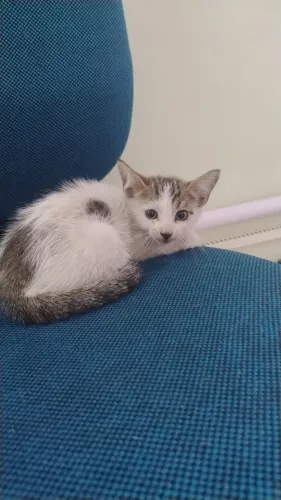 Gato para Adoção