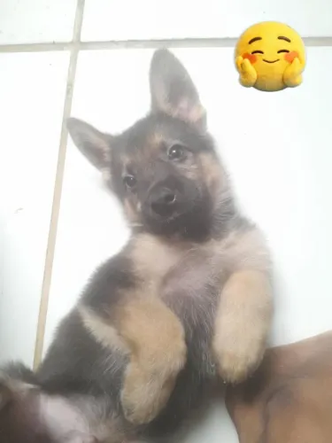 Vendo raça pura