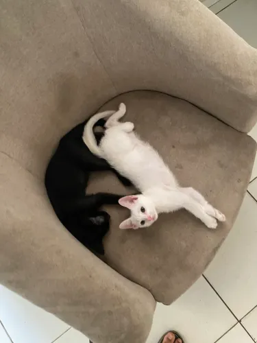 Adoção de gatinhos machos
