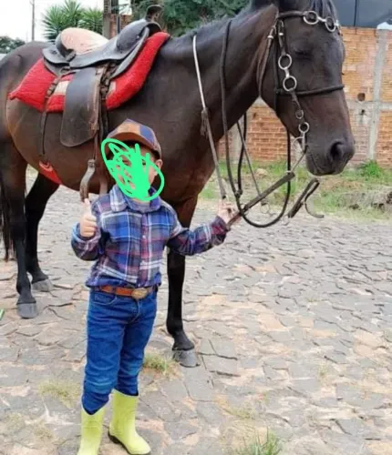 Vende egua 6 anos
