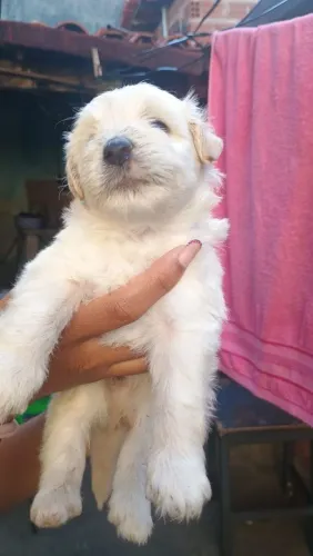 Filhote de poodles 
