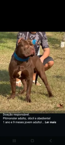 Cachorro 
