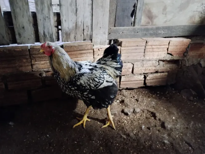 Galo