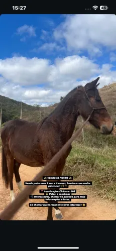 cavalo 