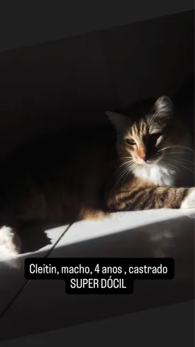 Adoção responsável