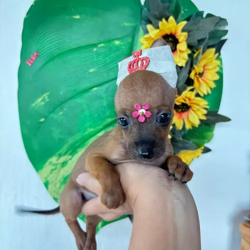 Pinscher fêmea miniatura 