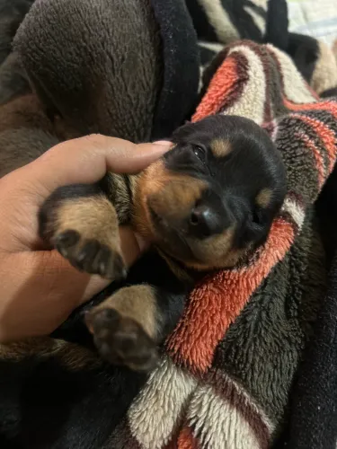 ? FILHOTES DE ROTTWEILER DISPONÍVEIS! ?