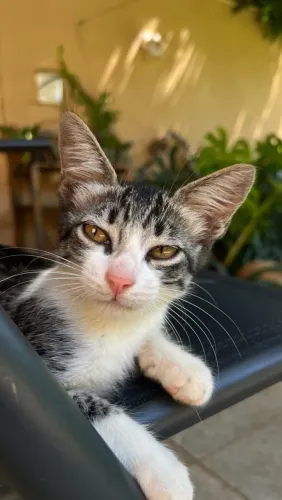 Gatos para adoção