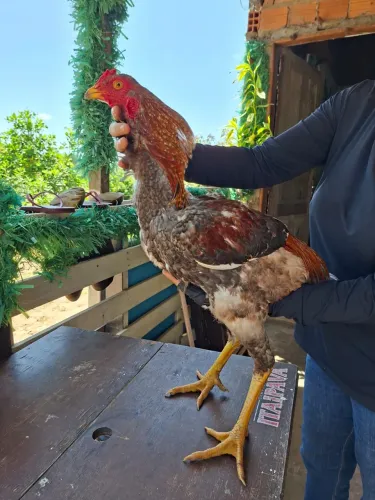 Frango índio gigante