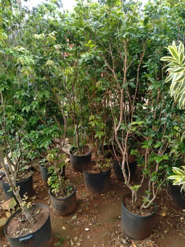 Mudas de jabuticaba e cocô anão 