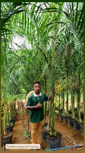 Palmeira Imperial 4 metros