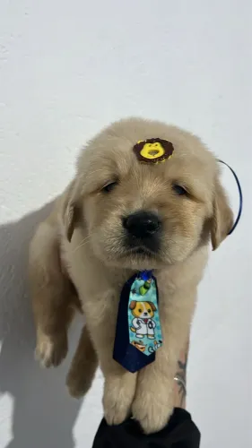 Filhotes de golden retriever f e M