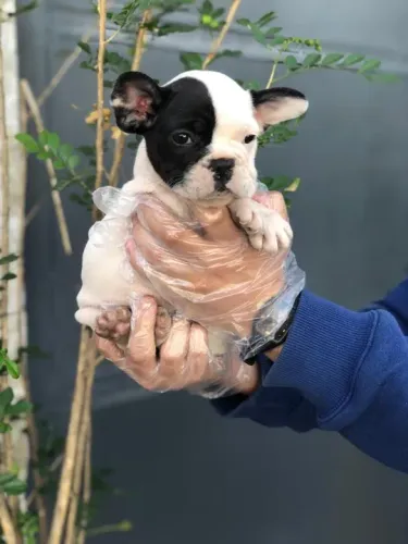 Bulldog Frances os mais saudaveis e legetimos pacotinhos de amor