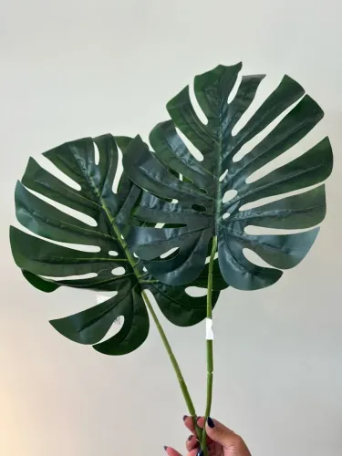 Costela de Adão (2 unidades)