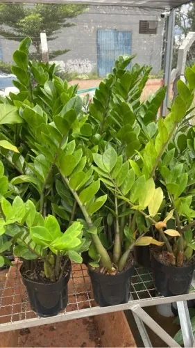 Mudas de Zamioculcas
