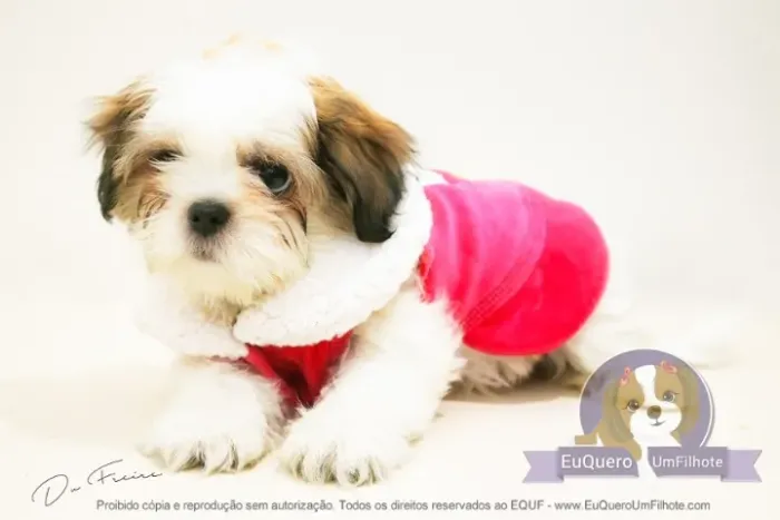 Filhotes de Lhasa Apso - O Companheiro Ideal para sua Família!