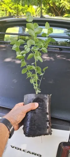 Muda de Mirtilo Produção Precoce com Instruções de Plantio 