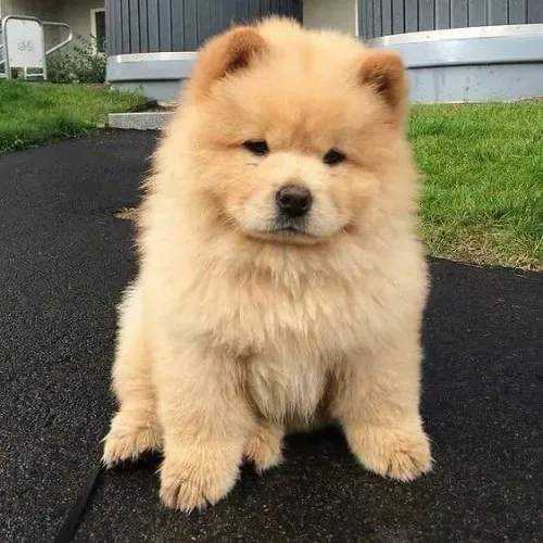 Filhote Chow-Chow, Uma vida cheia de carinho e lambeijos começa agora!