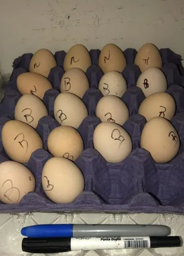Ovos de Angola