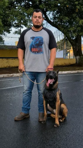 Pastor Belga Malinois