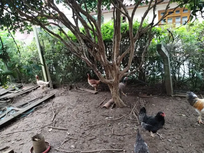 Galinha caipira e galo