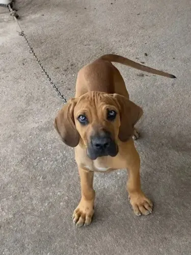 Filhote fila Brasileiro disponíveis 