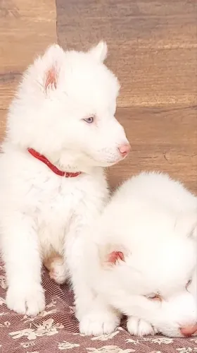 Husky siberiano fêmea branca dos olhos azuis pura