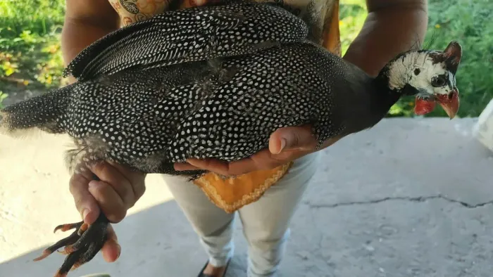 Guiné a conhecida (Galinha da Angola) APENAS MACHOS