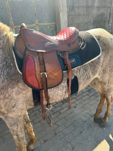 Sela australiana 