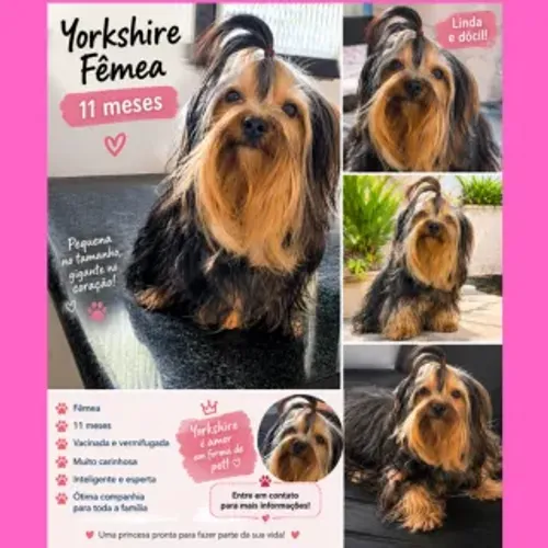 Linda Yorkshire fêmea 11 meses