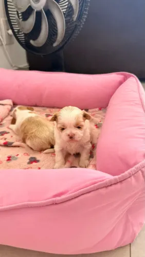 Shihtzu Fêmea 