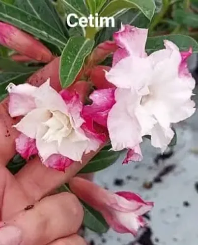Rosa do Deserto Natural
