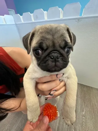 Pug Carinho e companhia em um só pet