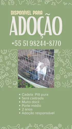 Cadela Pitt para adoção