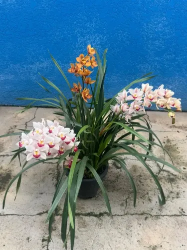 Orquídea Cymbidium - 2 cores e 3 hastes florais