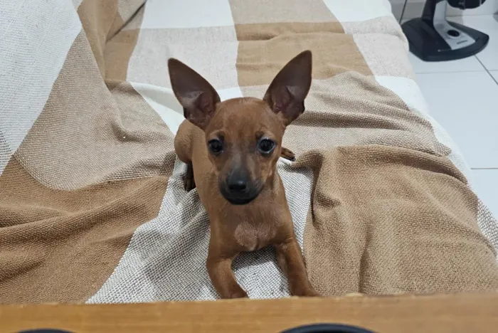 Pincher Micro , 3 meses já vermifugado e vacinado.
