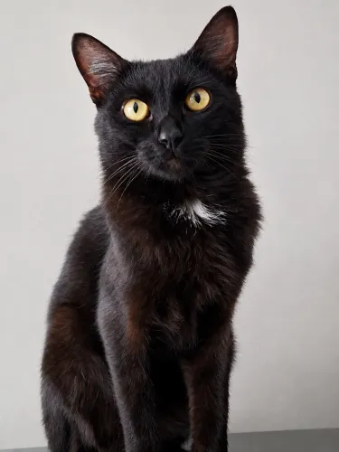 Gato macho para adoção 