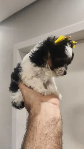 Lindo bebê micro de yorkshire biewer..